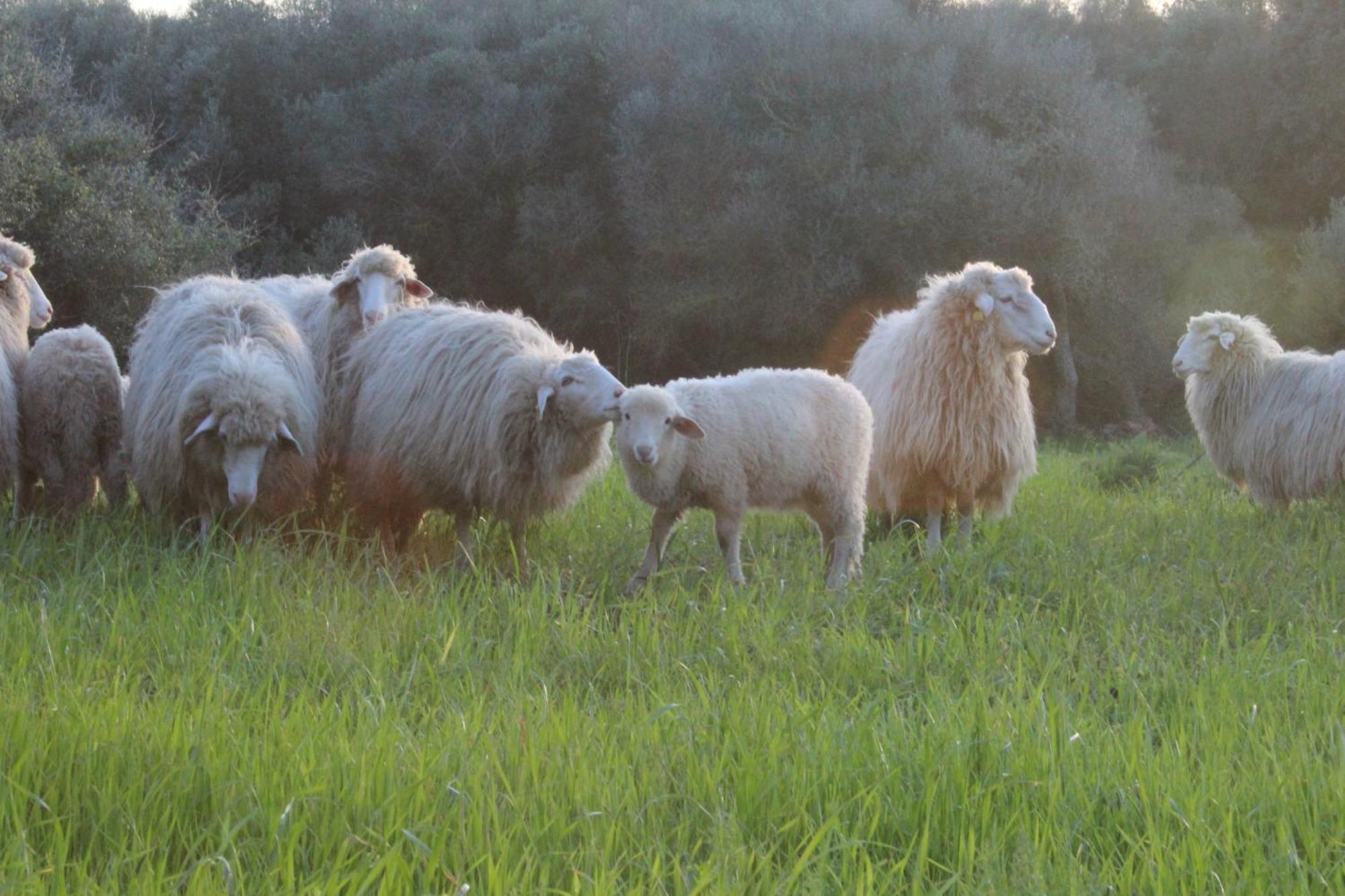 Agroturismo Santa Mariana Alaior Exteriör bild