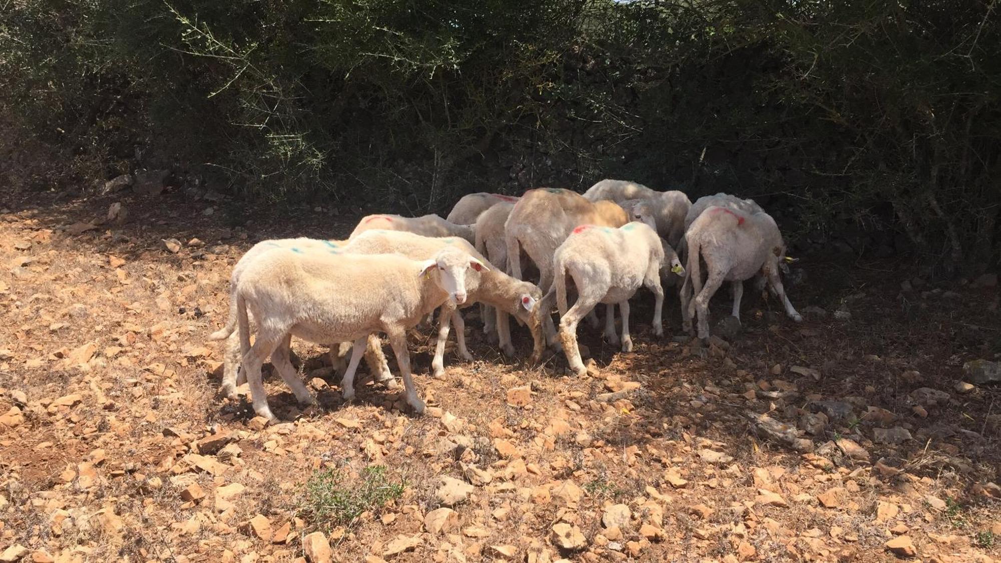 Agroturismo Santa Mariana Alaior Exteriör bild